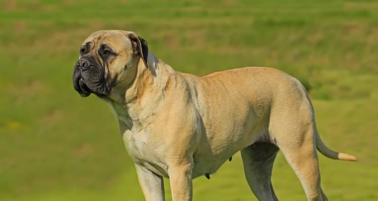 一般家庭适合养的宠物狗品种（探寻适合家庭的宠物狗品种，找到最合适的伙伴）