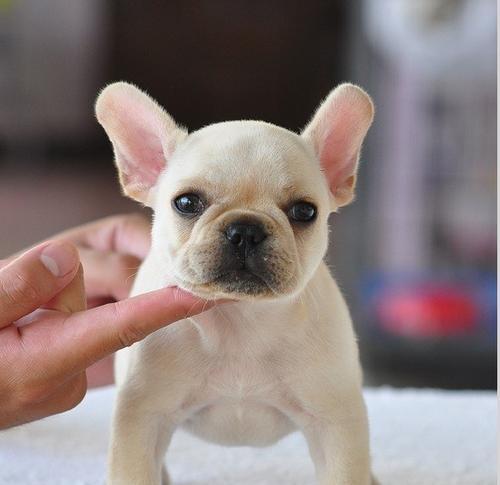 了解法斗的价格与饲养方法（揭秘法国斗牛犬的价格背后的因素与饲养技巧）