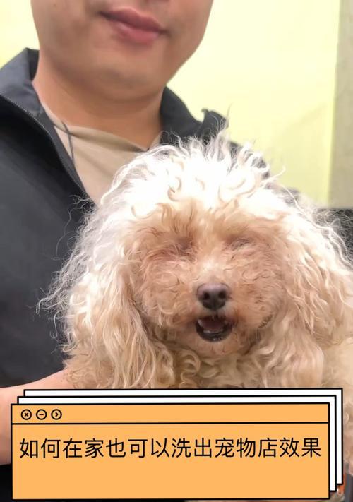 狗狗生小狗后多久能洗澡？（了解适宜洗澡的时间和方式，让你的小狗保持清洁健康）