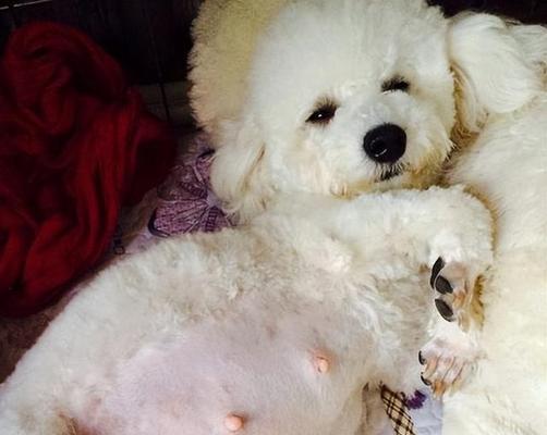 怀孕狗的水肿症状与护理（了解怀孕狗水肿的表现和如何给予适当护理）