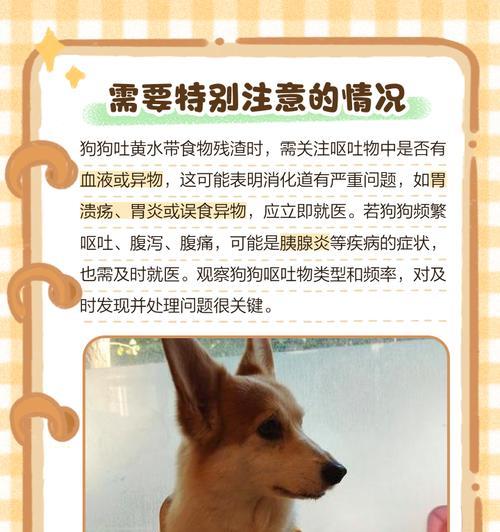 狗狗吐黄水的原因及治疗方法（肠胃问题导致的狗狗吐黄水）