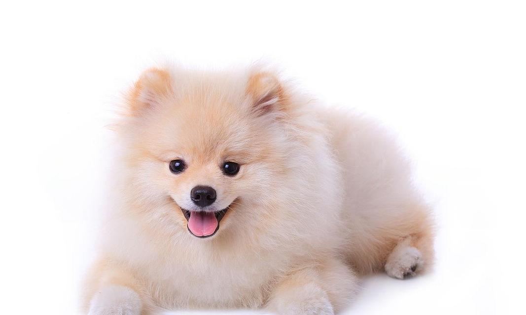 白色小狗的可爱品种与特点（白色小狗品种多样，个性各异）