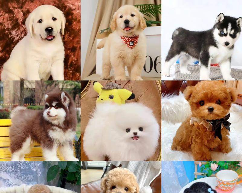 探索世界上最受欢迎的宠物狗品种（了解各类宠物狗品种的特点和魅力，选择你的理想伴侣）