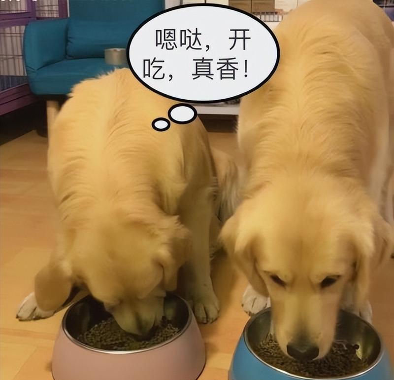 狗狗的饮食选择（探讨狗狗饮食的最佳选择，米饭与狗粮）