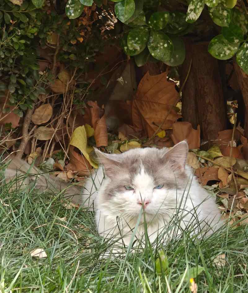 与流浪猫混熟的步骤，轻松收服它（这几招教你成为流浪猫的朋友）