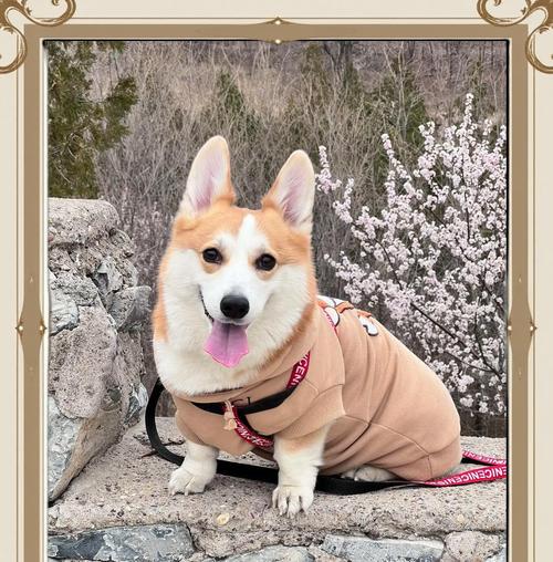 新手铲屎官养小柯基超全好物分享（打造舒适快乐的小柯基生活，新手铲屎官必备好物大揭秘！）