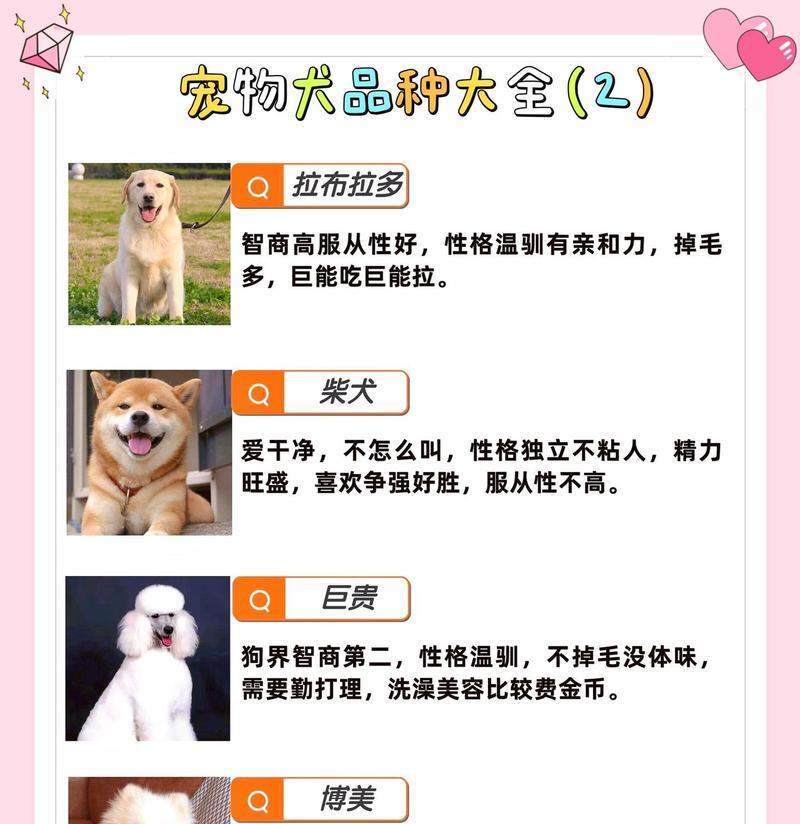 体型小巧的狗狗（揭秘食量小却活力十足的狗狗品种）