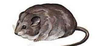 探秘啮齿类宠物的魅力（了解常见的啮齿类宠物及它们的特点）