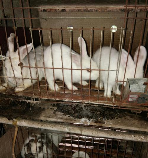 肉兔品种大揭秘（探寻肉兔世界的品种多样性与特点）