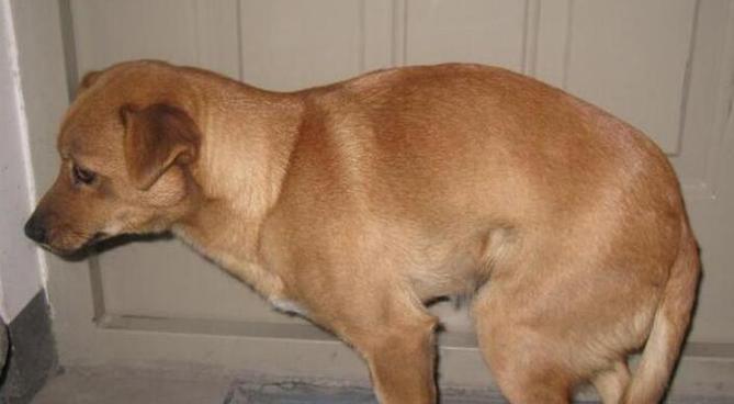 狗产后严重缺钙的症状及预防方法（了解狗产后缺钙的危害，及时采取预防措施）