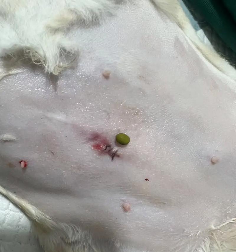 母猫绝育后的恢复期及注意事项（了解绝育手术对母猫的影响，科学照顾她们的健康生活）