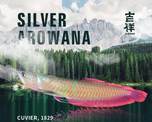 银龙鱼的寿命究竟有多长？（揭秘银龙鱼的生命周期及关键因素）