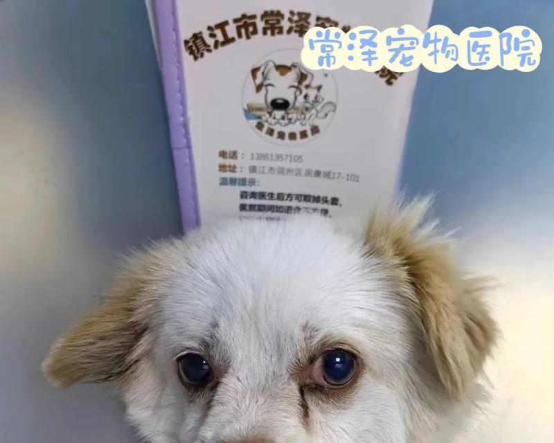 狗狗耳血肿（探究外力刺激在狗狗耳血肿中的主要原因）