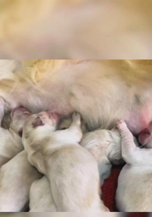 养母狗的注意事项（细心呵护，健康成长）