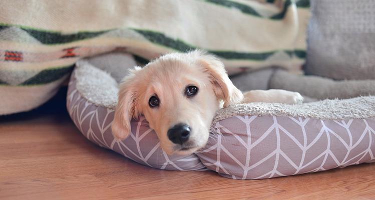 金毛狗舒适吹空调的时间和方法（了解金毛狗对空调的适应能力以及正确使用方法）