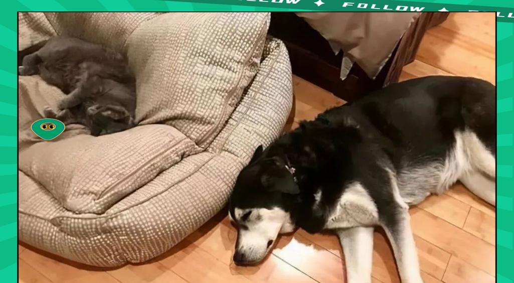 狗狗需要多长时间才能入睡？（睡眠习惯、环境因素和训练方式的影响）