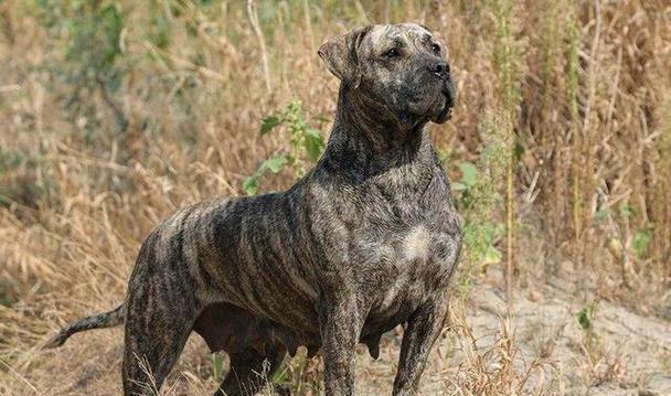 寿命最短的五种狗狗（探索狗狗们的短暂而珍贵的生命之旅）