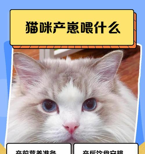 猫咪的繁殖周期及崽的诞生过程（探究猫咪每次产仔时间间隔和崽子的成长情况）