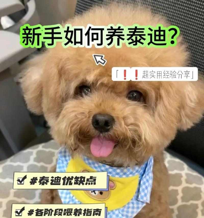 小泰迪蛋黄喂食频率的合理规划（了解小泰迪喂食蛋黄的最佳时间间隔）