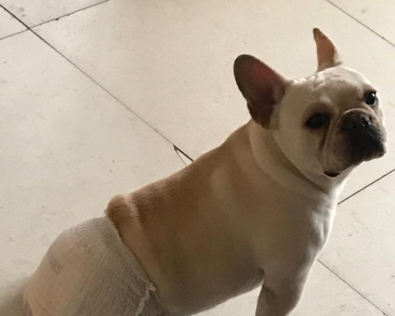 法牛怀孕周期及分娩过程（详解法牛怀孕时间和生产过程及其关键因素）