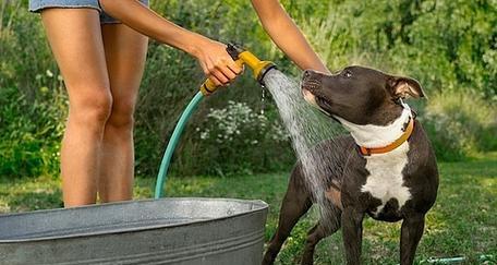 狗妈妈生完小狗后多久能洗澡？（正确的洗澡时间对狗妈妈和小狗的健康至关重要）