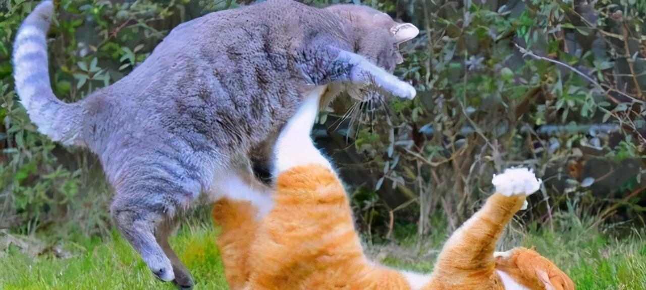 猫的繁殖周期及配种频率（了解猫咪的生理周期和最佳配种时间，助您合理繁殖）