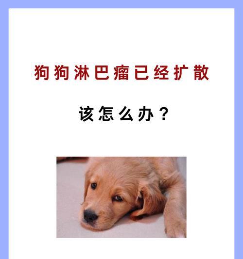 犬体表淋巴结（探索犬体表淋巴结的奥秘，了解其重要功能和常见疾病）