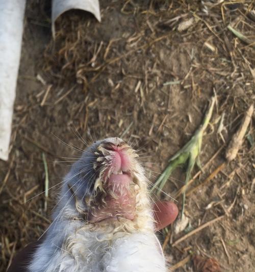 兔子口炎的治愈时间和方法