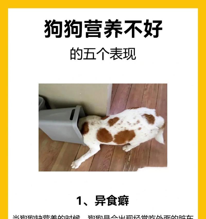 狗贫血的症状及治疗方法（了解狗贫血的表现，提早发现并采取措施）