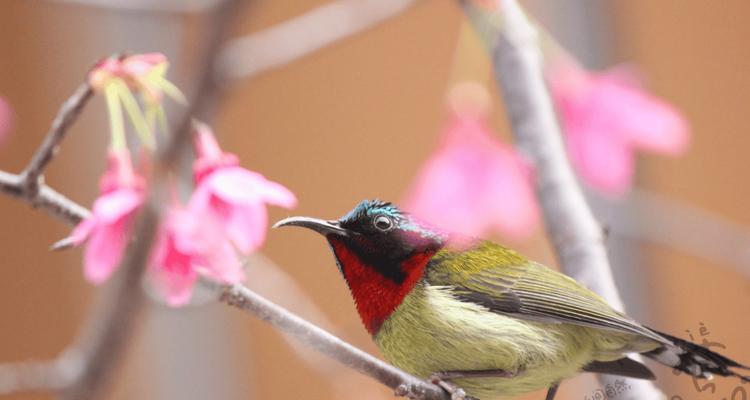 探索鸟类世界的乐趣（从观赏鸟开始的奇妙之旅）