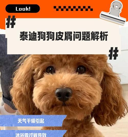 科学饲养泰迪幼犬的5个方法（关爱你家泰迪宝宝，健康成长无忧）