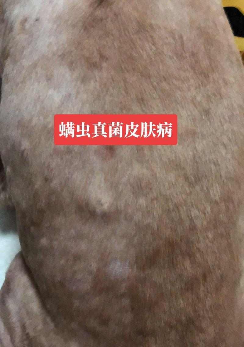 比熊狗的皮肤病（详解比熊狗皮肤病的类型、预防措施及护理要点）