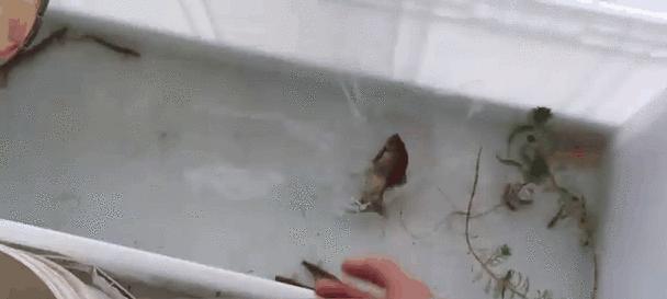 七彩幼鱼吃多了的症状及应对方法（如何判断七彩幼鱼吃多了？如何处理这种情况？）