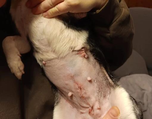 狗狗腿部手术的时间和护理方法（了解手术时间的重要性，掌握正确的护理方法）