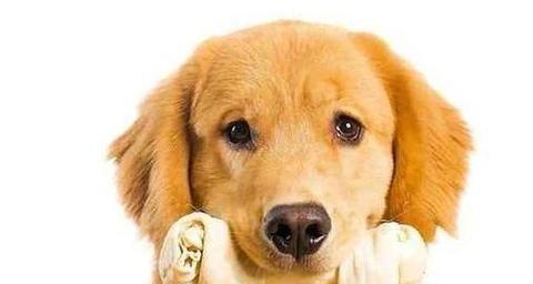 哪些狗狗需要补钙？（狗狗补钙的关键时期和方法）