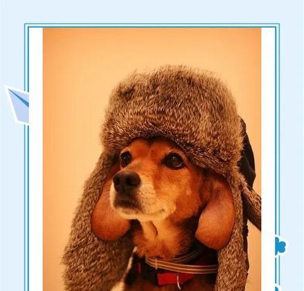 科学喂养成年泰迪犬——合理控制每日饮食量的重要性（成年泰迪犬的日常饮食要求及合理摄入量）