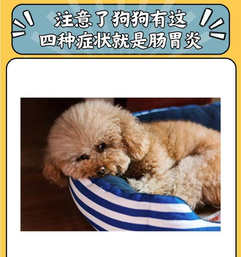 狗狗中期症状及其常见表现（了解狗狗中期症状，为宠物健康护航）