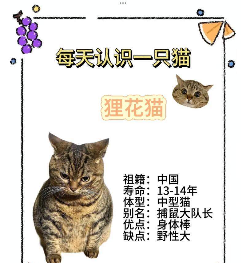 狸花猫的价格与正确喂养方法（了解狸花猫的市场价格及喂养要点）