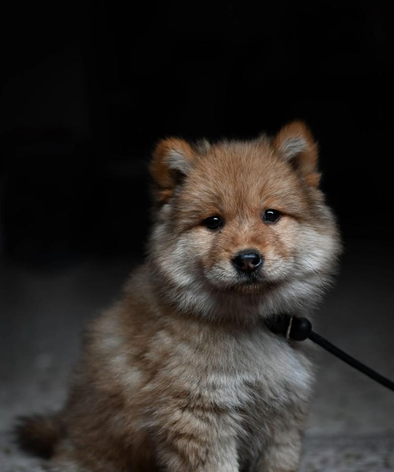 小狗狗的疫苗注射计划（保护小狗免受疾病侵害的重要措施）