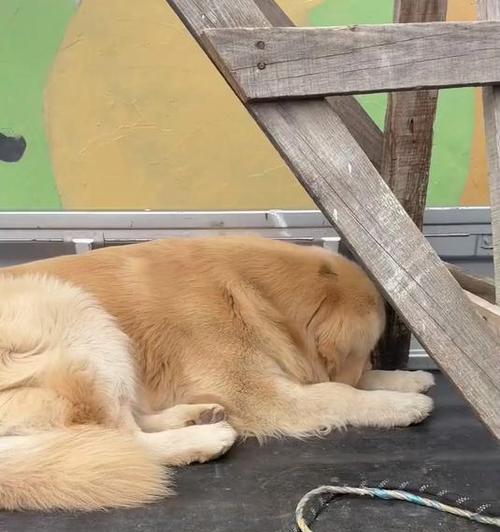 小狗睡眠时长及养成好的睡眠习惯的重要性（探究四五个月大小狗的睡眠需求和养成好的睡眠习惯）