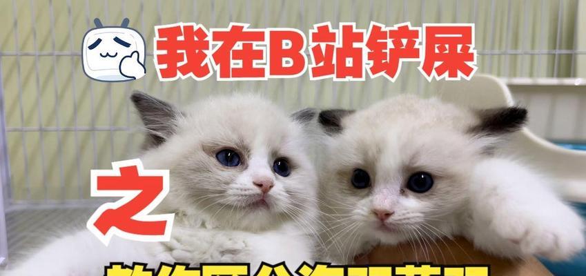 布偶猫的蓝双和海双区别大揭秘（探究布偶猫蓝双和海双之间的外貌和性格差异）