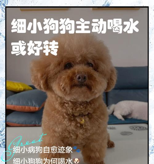 狗狗饮水频率与合适量的探讨（解答狗狗饮水问题，为它们提供健康的生活环境）