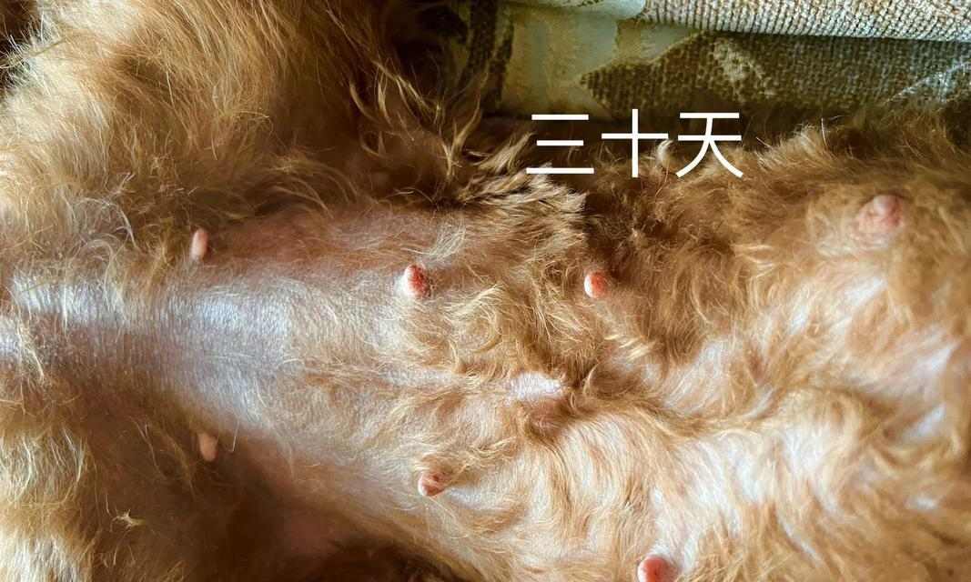 泰迪怀孕期间肚子何时变大？（探索泰迪怀孕期间肚子变大的时间节点）