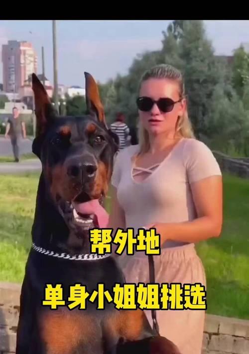 如何挑选一条价格合理的纯种杜宾犬？（了解杜宾犬价格及挑选方法，为您选择一只理想的宠物伴侣）