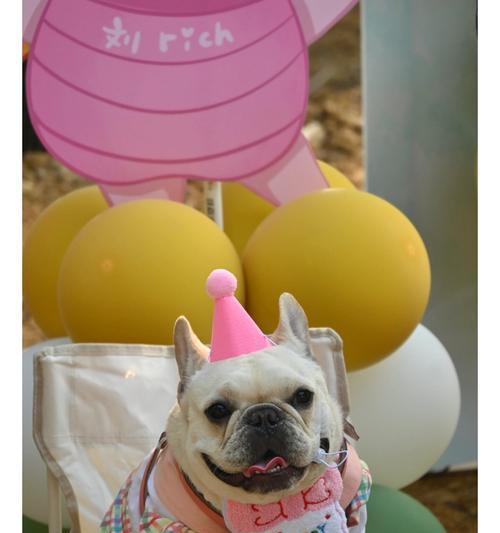 法斗的饲养之道（喂食频率、食量和注意事项）