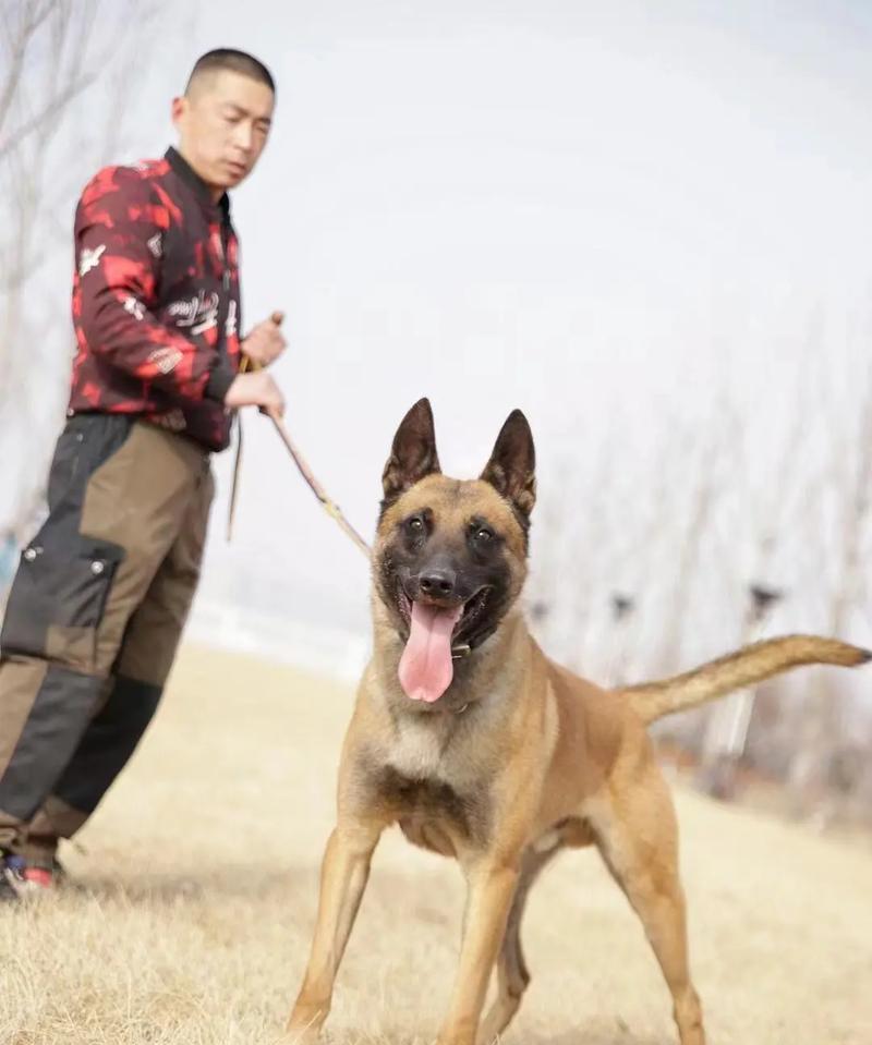 以都训练狗狗的必备项目（从基础指令到高级技能，打造乖巧听话的狗狗）