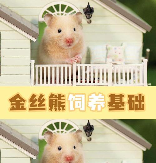 养仓鼠必备的物品及注意事项（打造舒适的鼠室，宠爱你的小宠物）