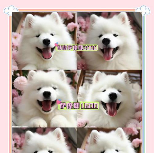 博美犬的寿命及影响因素（探索博美犬寿命的关键因素及延长寿命的方法）