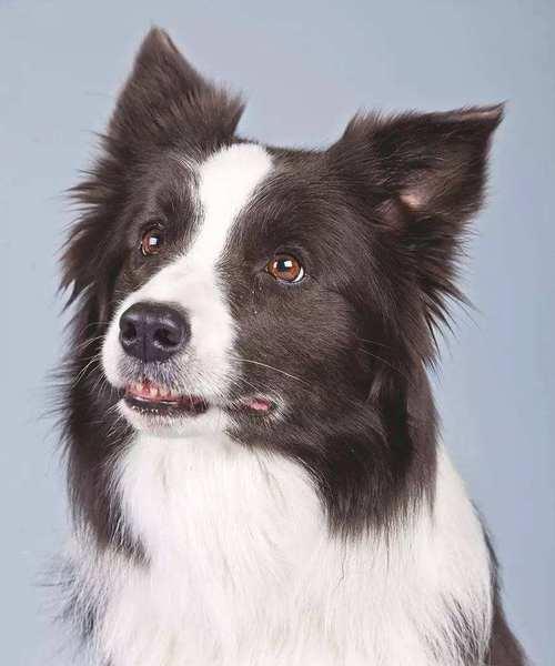 以边境牧羊犬为主题的文章（边境牧羊犬的品种和特点解析）