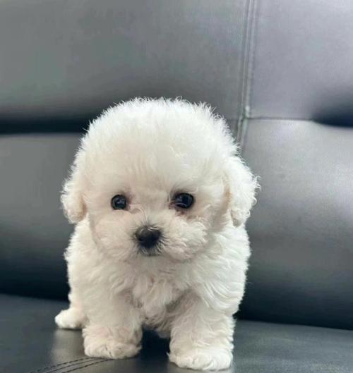 比熊犬（深入了解比熊犬的特点与魅力）